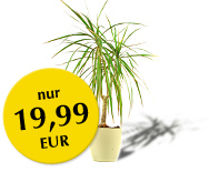 Dracaena: der Drachenbaum