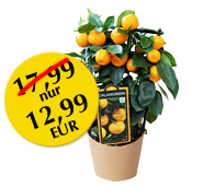 Zitruspflanze