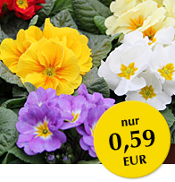 Primeln