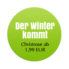 Christrose
