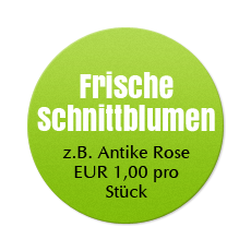 Frische Schnittblumen - z.B. Antike Rose EUR 1,00 pro Stück
