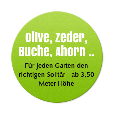 Olive, Zeder, Buche, Ahorn .. Für jeden Garten den richtigen Solitär - ab 3,50 Meter Höhe