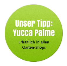 Unser Tipp: Yucca Palme - Erhältlich in allen Garten-Shops