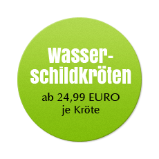 Wasserschildkröten - ab 24,99 EURO je Kröte